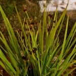 Juncus ensifolius Fuelha