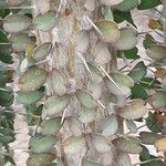 Alluaudia ascendens Hoja