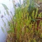 Phleum arenarium 葉