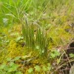 Bromus tectorum Kvet