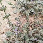 Salvia aegyptiaca Лист