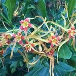 Strophanthus speciosus Egyéb