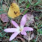 Colchicum montanum Flower