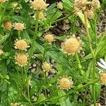 Aster incisus Fruit