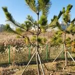 Pinus pinea Habit