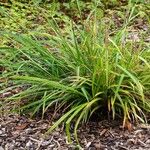 Carex pendula অভ্যাস