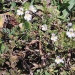 Euphrasia officinalis Hábitos