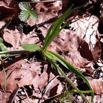 Plantago atrata Blad