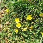 Potentilla puberula Fula