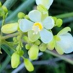 Cardiospermum grandiflorum Fleur