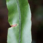 Elaphoglossum hybridum Lehti