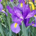 Iris xiphium Blodyn