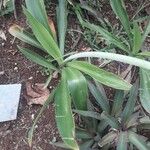 Hymenocallis caribaea Leaf