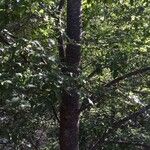 Nothofagus alpina Otro