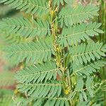 Chamaecrista nigricans Leaf