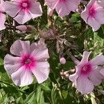 Phlox paniculata പുഷ്പം