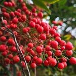 Nandina domestica Fruchs