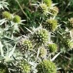 Eryngium campestreЦветок