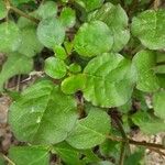 Trianthema portulacastrum Leaf