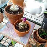 Echinocereus rigidissimus 叶