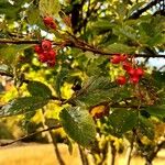 Crataegus persimilis ഇല