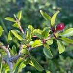 Rhamnus saxatilis Fruchs