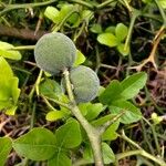 Citrus trifoliata Fruit