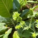 Sideritis syriaca Flower