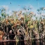 Cyperus giganteus Habitus