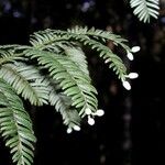 Acmopyle pancheri অভ্যাস