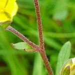 Helianthemum salicifolium Bark