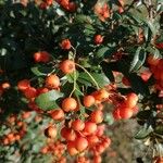 Pyracantha crenulata Leaf