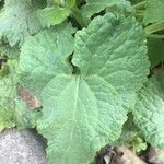 Lunaria annua Blad