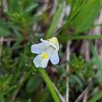 Pinguicula alpina Flower