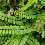 Asplenium trichomanes Φύλλο