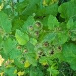 Arctium tomentosumFrucht