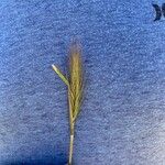 Hordeum secalinum Leht