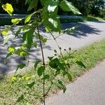 Clematis vitalbaLevél