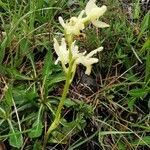 Orchis provincialis Habitus