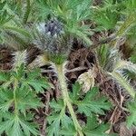 Pulsatilla vulgaris Leaf