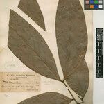 Zygia juruana Leaf