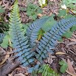 Blechnum australe Φύλλο