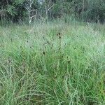 Rhynchospora fusca Autre