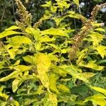 Ocimum gratissimum Lapas