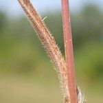 Bromus diandrus Rusca