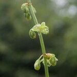 Rumex nepalensis 整株植物