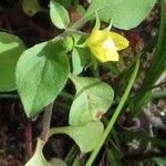 Lysimachia japonica Flower