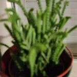 Crassula muscosa Листок