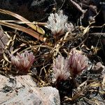 Allium cratericola Kukka