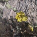 Verbascum undulatum Flower